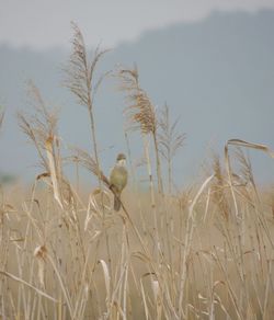 Bird on grass against sky