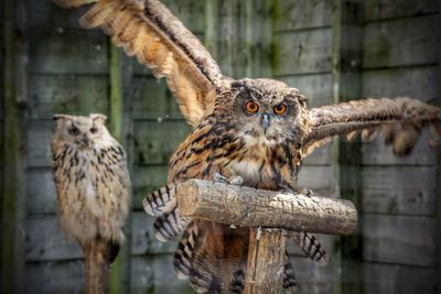 Close-up of owls perching in cage