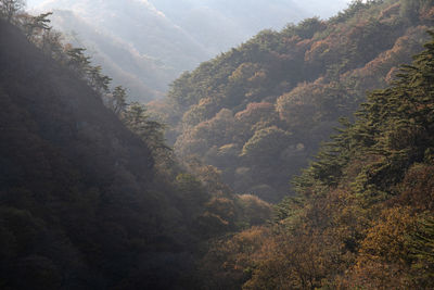 High angle view of trees in forest