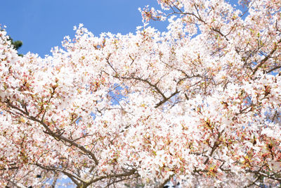 Low angle view of cherry blossoms against sky