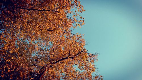 Low angle view of tree against clear blue sky