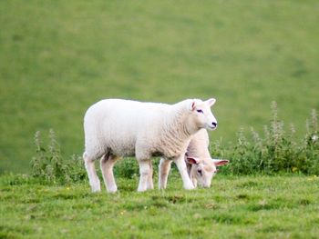 Sheep standing in a field