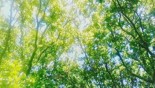 Low angle view of trees