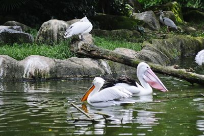 Swans swimming in lake