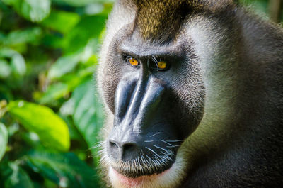 Close-up portrait of monkey