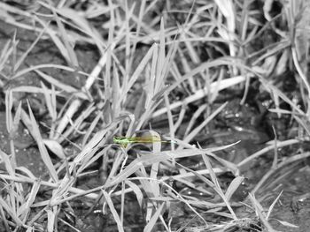 Close-up of insect on plant at field
