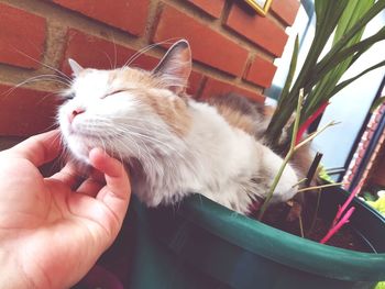 Close-up of cat on hand