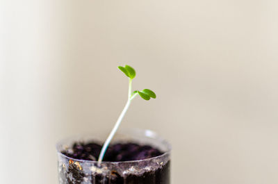 Close-up of potted plant against white background