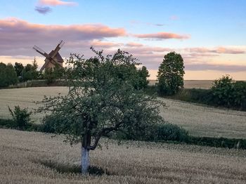 Trees on field against sky during sunset