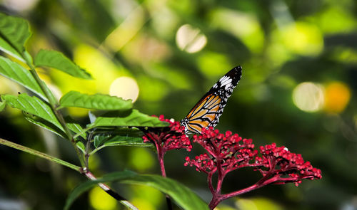 Close-up of butterfly pollinating flower