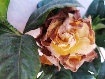 Close-up of rose blooming outdoors