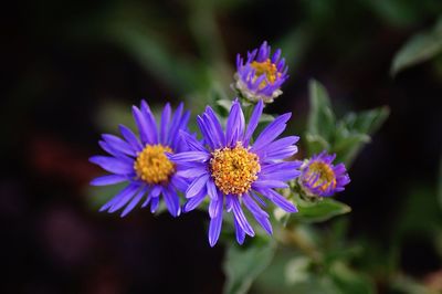 Close-up of purple flowering plant