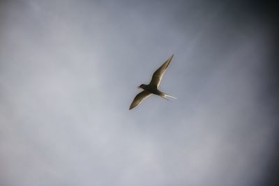 Low angle view of birds flying in sky