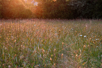 Scenic view of field