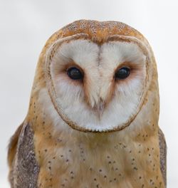 owl