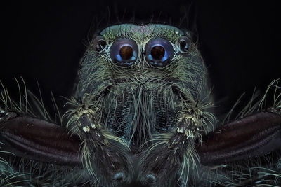 Close-up of spider over black background