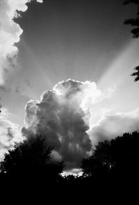 Low angle view of trees against sky