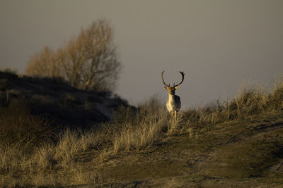 View of deer on field against sky