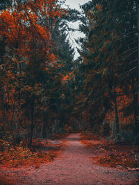 Trees in forest during autumn