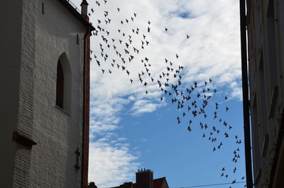 Low angle view of birds flying against sky