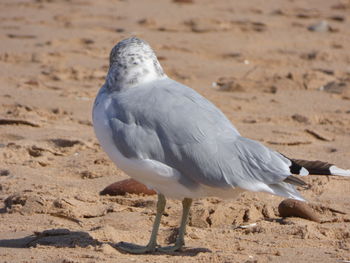 Close-up of bird perching on sand at beach