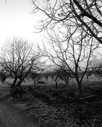 Bare trees against sky