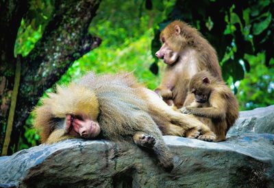 Monkey sitting on tree