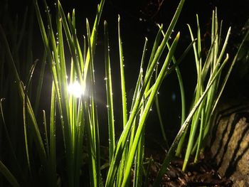 Close-up of grass growing in field