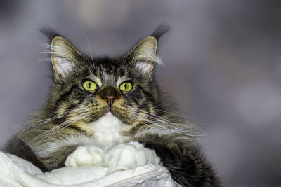Close-up portrait of a cat