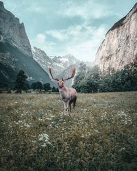 Stag standing in a field between mountains in sunset