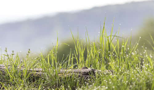 Close-up of fresh grass in field