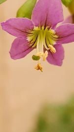 Close-up of flower blooming outdoors