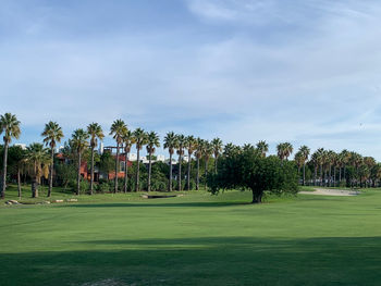 Palm trees on golf course against sky