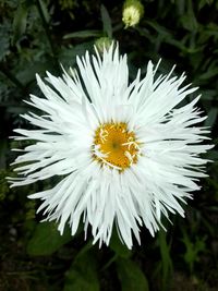 Close-up of white daisy flower