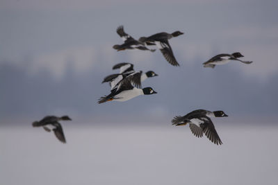 Flock of birds flying against sky