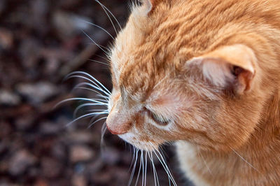 Close-up of a cat looking away