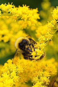 Close-up of bee pollinating on yellow flower