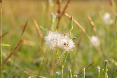 Close-up of wilted dandelion flower on field