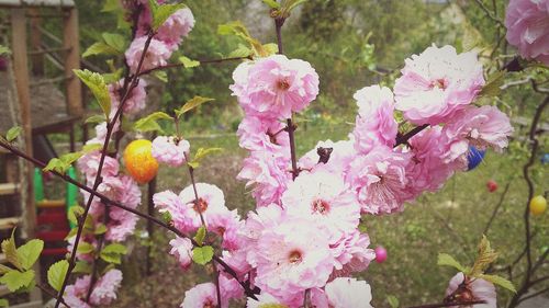 Close-up of pink flowers blooming on tree