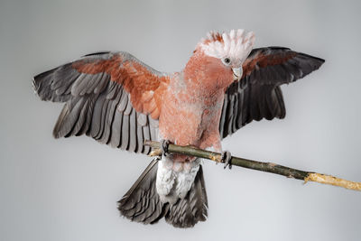 Close-up of eagle flying over white background