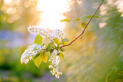 Close-up of flowering plant against blurred background