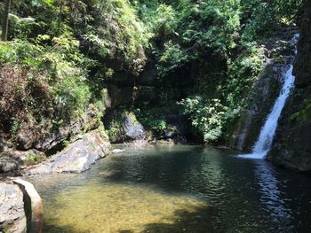 Scenic view of waterfall in forest