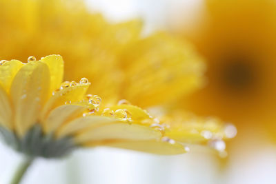 Close-up of wet yellow flower