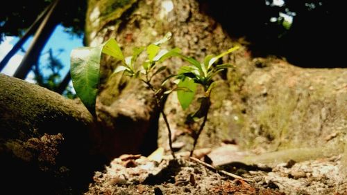 Close-up of fresh green plants