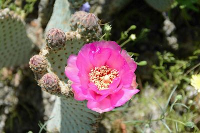 Close-up of pink flower blooming outdoors