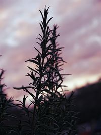 Close-up of silhouette plant against sky at sunset