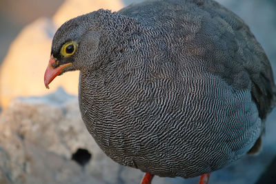 Close-up of red-billed spurfowl