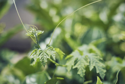 Young stem of bitter melon  plant with tendrils. known as karela in indian subcontinent.