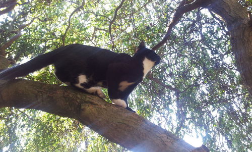 Low angle view of monkey on tree against sky