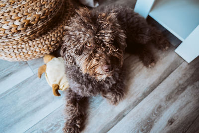 Close-up of dog